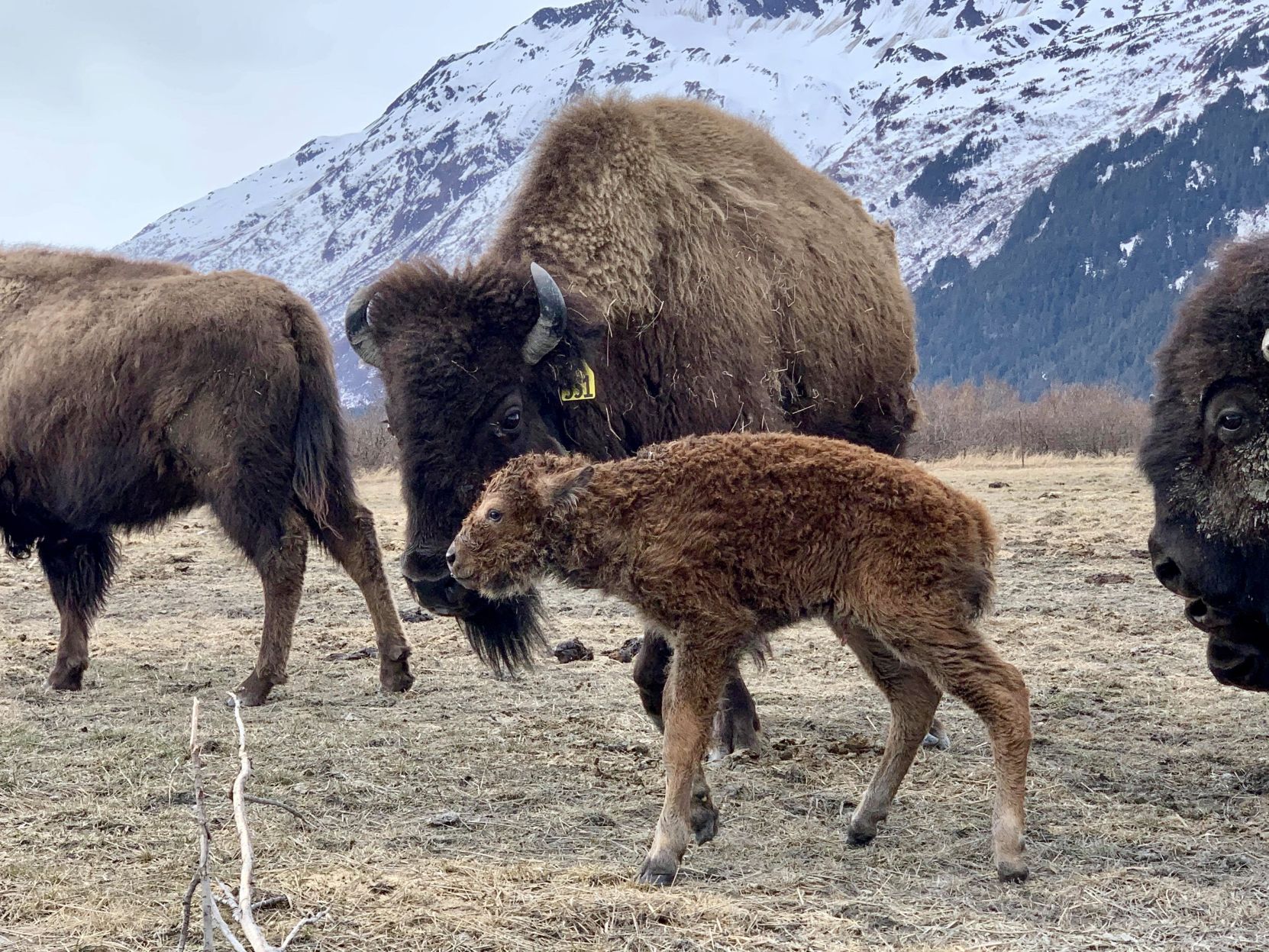 Baby Bison #1 by Sarah Howard.JPG